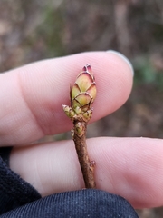 Rhododendron viscosum