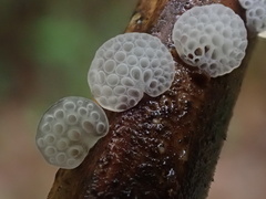 Favolaschia nipponica