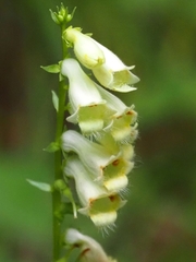 Digitalis lutea