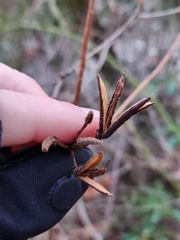 Rhododendron viscosum