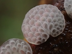 Favolaschia nipponica