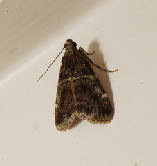 Orthaga atribasalis