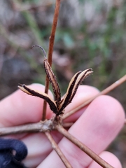 Rhododendron viscosum