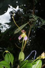Masdevallia discolor