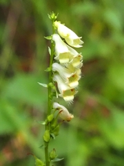 Digitalis lutea