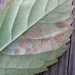 Phyllocnistis ampelopsiella