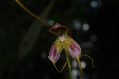 Masdevallia discolor