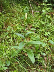 Digitalis lutea