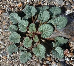Phacelia campanularia campanularia