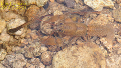 Cambaroides similis