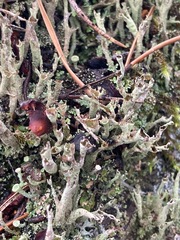 Cladonia crispata