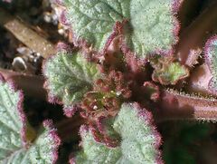 Phacelia campanularia campanularia