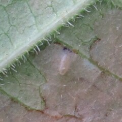 Phyllocnistis ampelopsiella