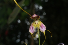 Masdevallia discolor