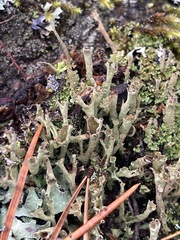 Cladonia crispata