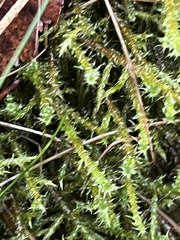 Rhytidiadelphus squarrosus