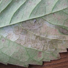 Phyllocnistis ampelopsiella