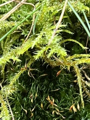 Rhytidiadelphus squarrosus