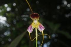 Masdevallia discolor