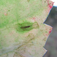 Phyllocnistis ampelopsiella