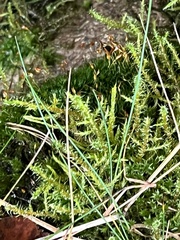 Rhytidiadelphus squarrosus