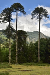 Araucaria araucana