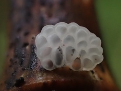Favolaschia nipponica