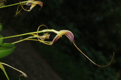 Masdevallia discolor
