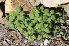 Veronica cymbalaria
