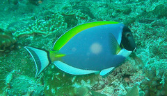 Acanthurus leucosternon