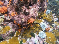 Tubastraea coccinea