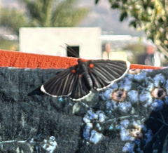 Melanis acroleuca acroleuca