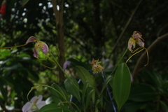 Masdevallia discolor