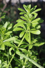Galium aparine aparine