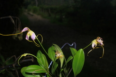 Masdevallia discolor