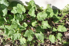 Erodium malacoides malacoides