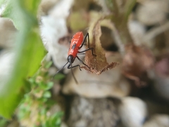 Probergrothius angolensis