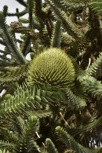 monkey-puzzle