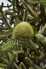 Araucaria araucana