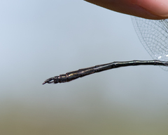 Somatochlora franklini