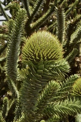 Araucaria araucana