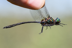 Somatochlora franklini