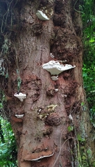 Ganoderma adspersum