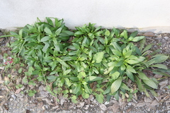 Centranthus ruber ruber