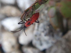 Probergrothius angolensis