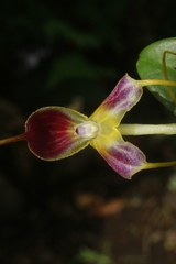 Masdevallia discolor