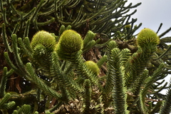 Araucaria araucana