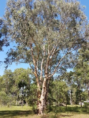 Eucalyptus seeana