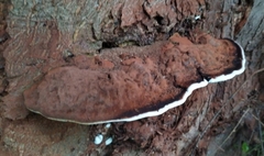 Ganoderma adspersum