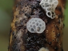 Favolaschia nipponica